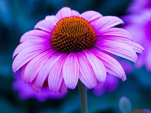 The Power of Echinacea Extract: Boosting Immunity Naturally