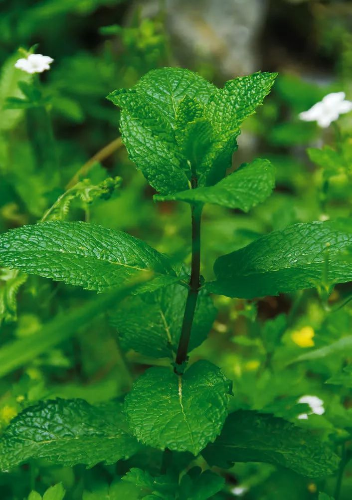 Potential Health Benefits Of Menthol Extract