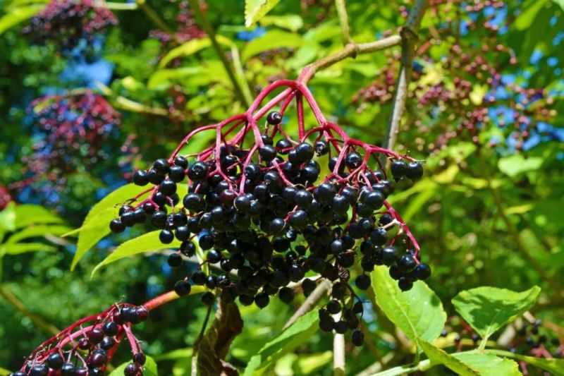 The Power of Elderberry Extract: Separating Fact from Fiction