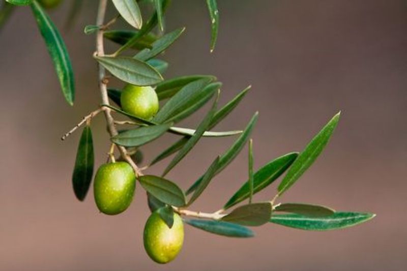 Unleashing the Skin and Health Potential of Hydroxytyrosol and Olive Leaf Extract