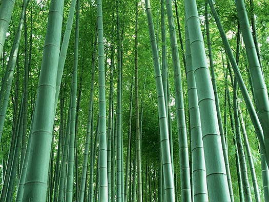 Bambuk matoning qanday afzalliklari bor?