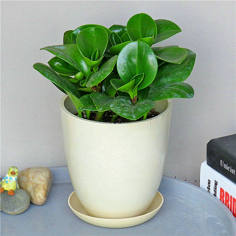 2020 Latest Design Kid Tableware - Easy to clean round mouth flowerpot fashion durable green plant basin surface bright and clean thickening basin – Naike