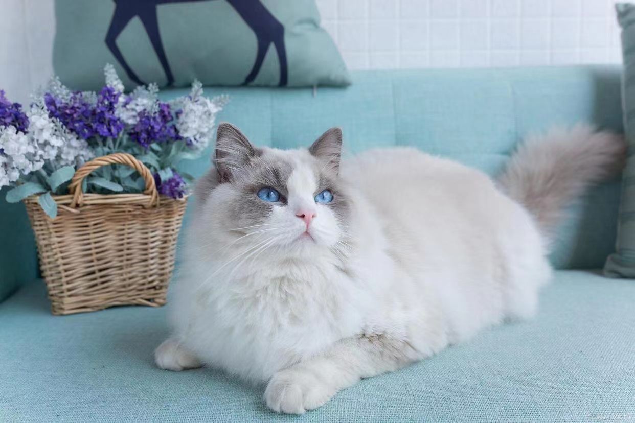 Why is Ragdoll like a fairy but recognized as a large cat?