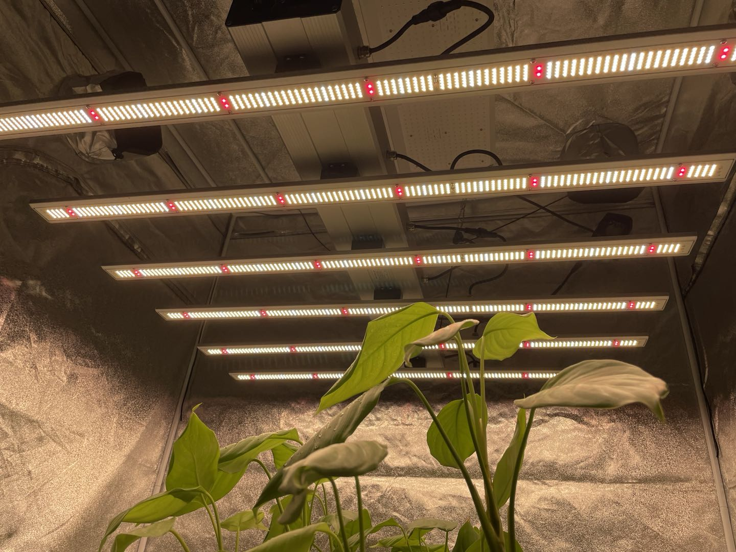 As luzes LED para cultivo continuarão a crescer este ano