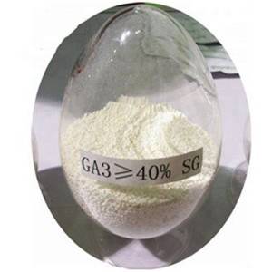 Manufacturer for Brassinolide - Gibberellic Acid( GA3)  hormone 90% TC in Plant growth regulator  – Enge Biotech