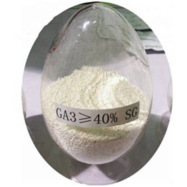 Gibberellic Acid( GA3)  hormone 90% TC in Plant growth regulator Featured Image