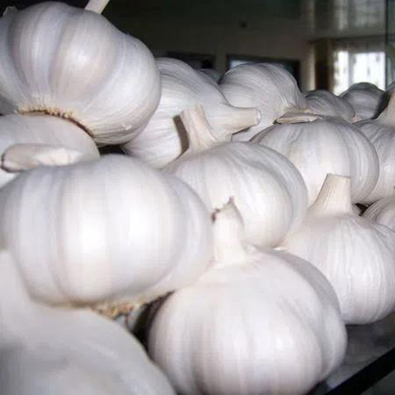 High Quality Pure White Fresh Garlic China Supply