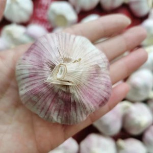 OEM Factory for Horseradish Granules - 5.0+Normal White Fresh Garlic for European Super Market – En Shine