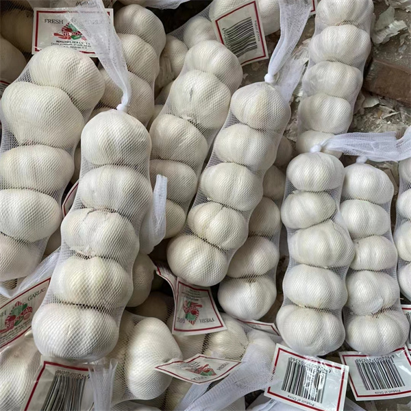 Cheap Price Normal White Fresh Garlic with small mesh bag packing