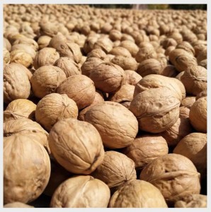Best price raw dry fruits unwashed shelled 185 paper skin walnut in China