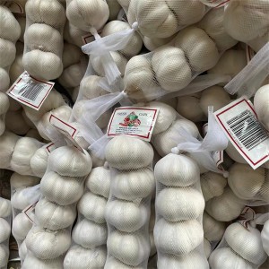 Cheap Price Normal White Fresh Garlic with small mesh bag packing