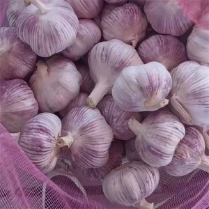 China Fresh Garlic Wholesale