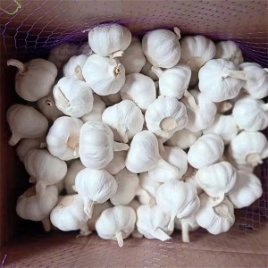 China Fresh Garlic Wholesale