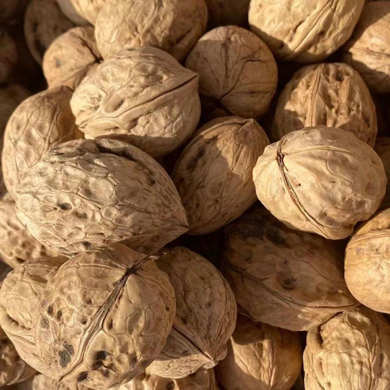 New Crop Xingfu Walnuts With Shell At Low Price