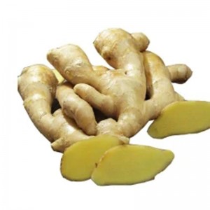 China Supplier Carrot Varieties - Export 2022 New Crop Good Quality Fresh/ Air dry Ginger – En Shine