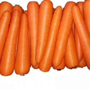 High Quality Chinese New Crop Fresh Carrot for Export