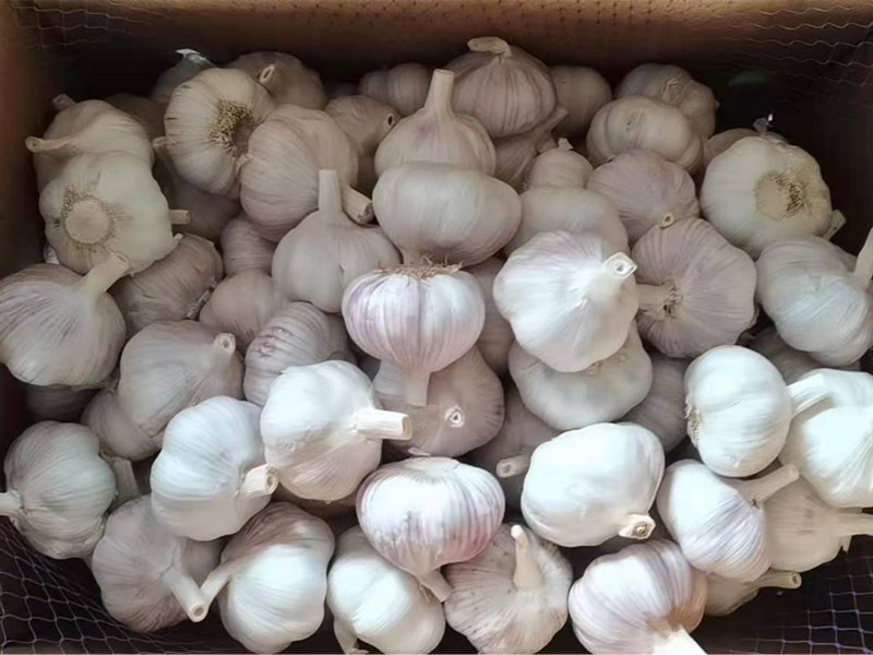 About Jinxiang Garlic