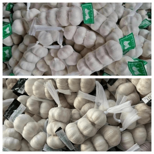 2023 New Crop Fresh Normal White Garlic by sale