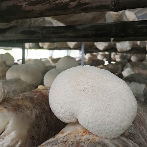 High-Quality Best Portobello Mushroom Substrate Factories Product –  Good quality, easy growing, high yield lion’s mane log  – EMC