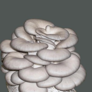 High-Quality Best Edible Mushrooms In Kansas Manufacturers Suppliers –  Oyster – Grey, fresh, high quality oyster mushroom  – EMC