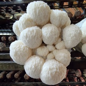 Wholesale China Straw Mushroom Substrate Factories Product –  Other substrates  – EMC