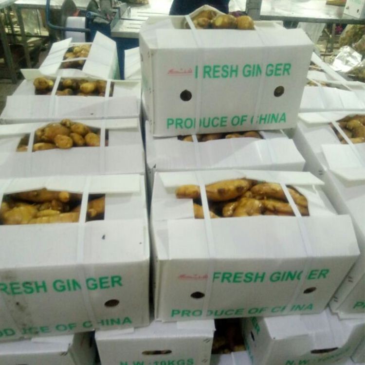 Good User Reputation for Oem Wholesale Egg Noodles - Wholesale New Crop Ginger with Export Fresh Ginger – Feifan