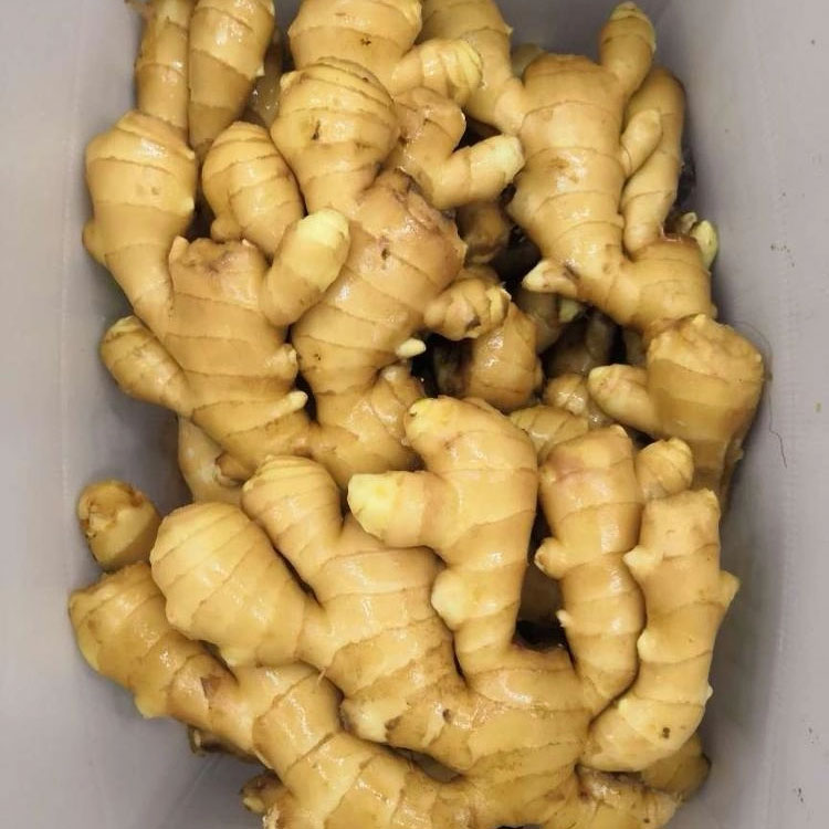 high quality Wholesale Price per ton Premium Quality Bulk fresh ginger and dried ginger