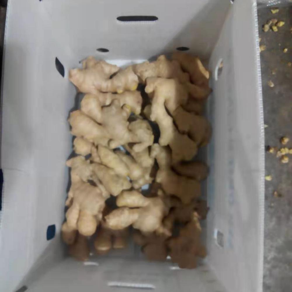 Wholesale Chinese suppliers fresh ginger air dried ginger sushi