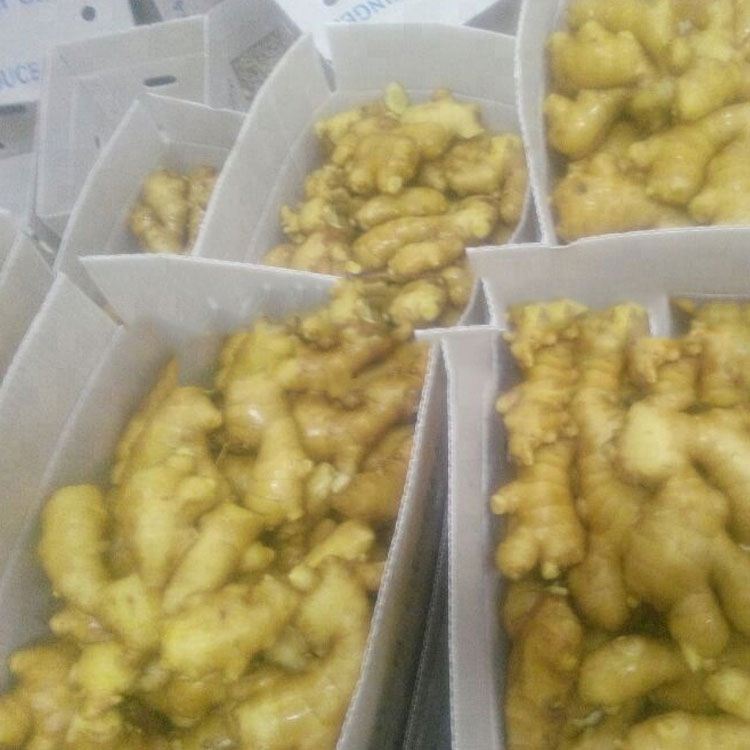 China New Product Tempura - Competitive price fresh fat ginger with super quality – Feifan