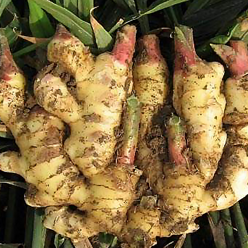 Best-selling high quality seasoning raw materials ginger fresh ginger