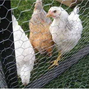 Factory Cheap Hot Net For Chicken Farm - Chicken Wire Netting Galvanized Mesh Hexagonal Wire Mesh – FENGYUAN