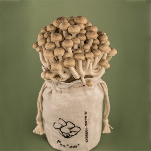 Professional China Shimeji Supplier - Long Shelf-life Brown Beech 125g 150g Fresh Shimeji Mushrooms – Finc