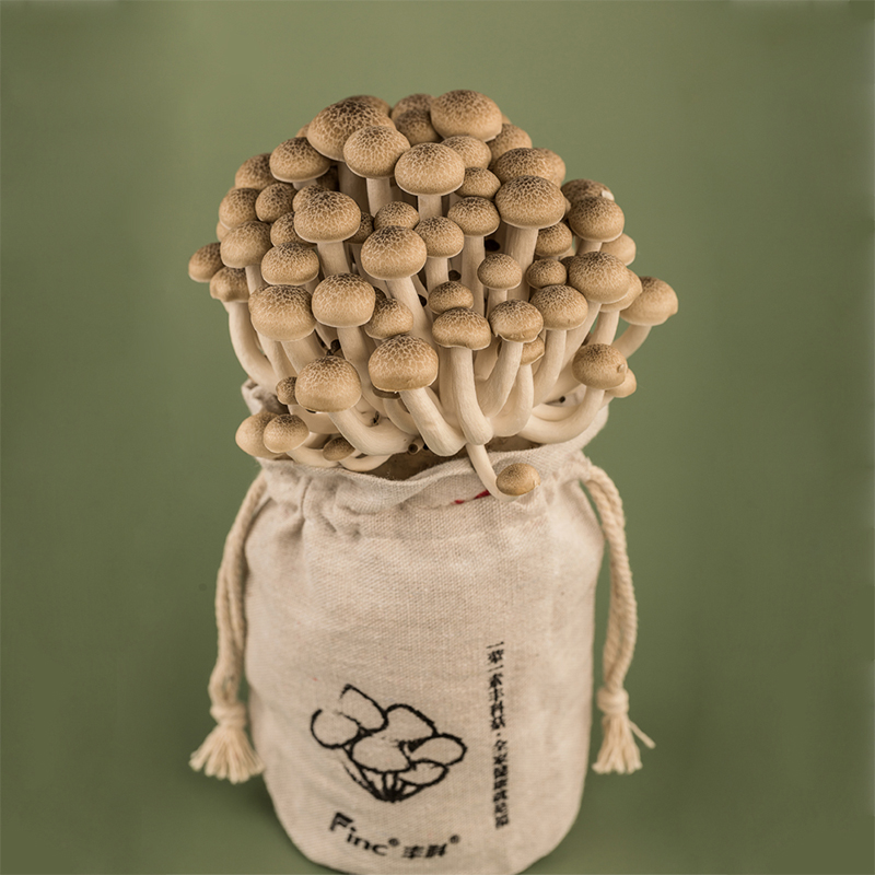 Long Shelf-life Brown Beech 125g 150g Fresh Shimeji Mushrooms Featured Image
