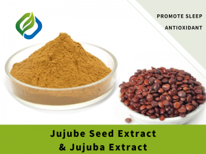 Jujube Seed Extract/Jujuba Extract