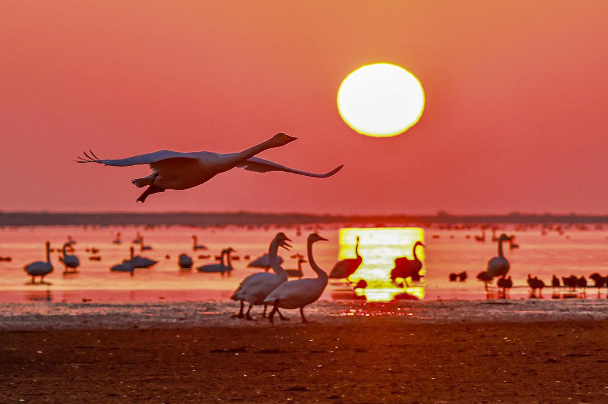 Whooper swans arrive in Rongcheng for winter