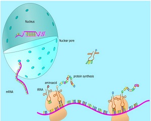 Humanity’s hope! Learn the mRNA vaccine in one article