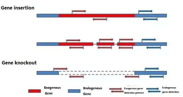 Rapid identification of transgenic plants