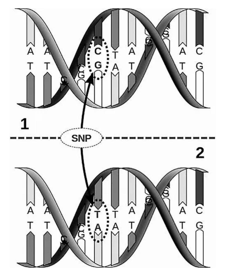 What is SNP?Topics on Population Genetics