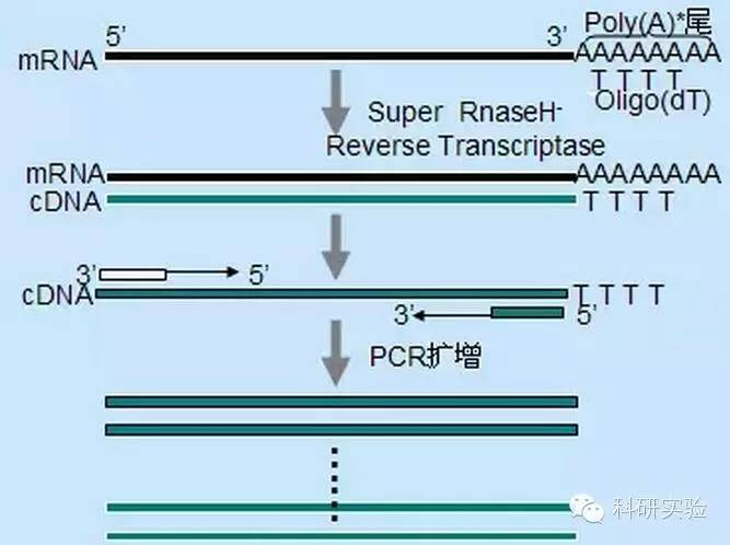 RT-PCR experimental reaction system optimization method detailed summary
