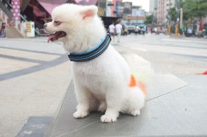 Nice Quality Adjustable Reflective Dog Collar