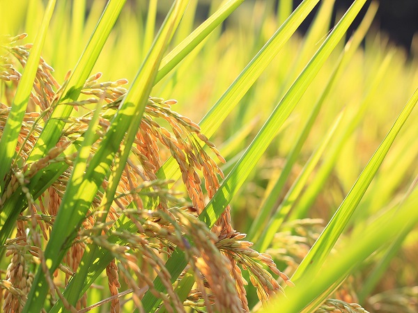 What Is The General Rate of Rice Yield?  What Are The Factors Affecting Rice Yield?