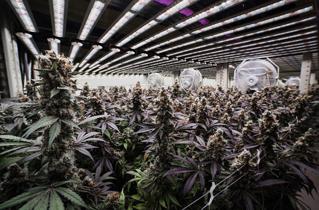 Cannabis LED Grow Lights fraachanalyse 2023