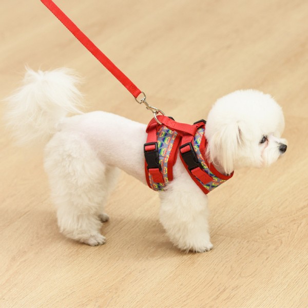 dog collars in bulk：How old is a pet to use a leash?