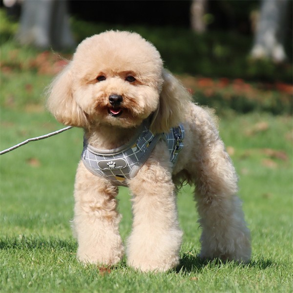 Dog harness suppliers: Meaning of a dog leash