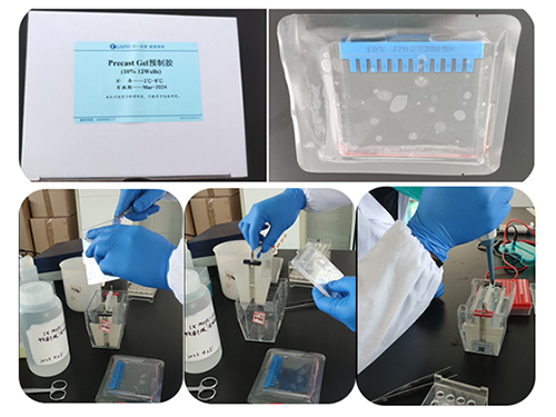 Protocol for Pre-cast Gel Protein  Electrophoresis Experiment