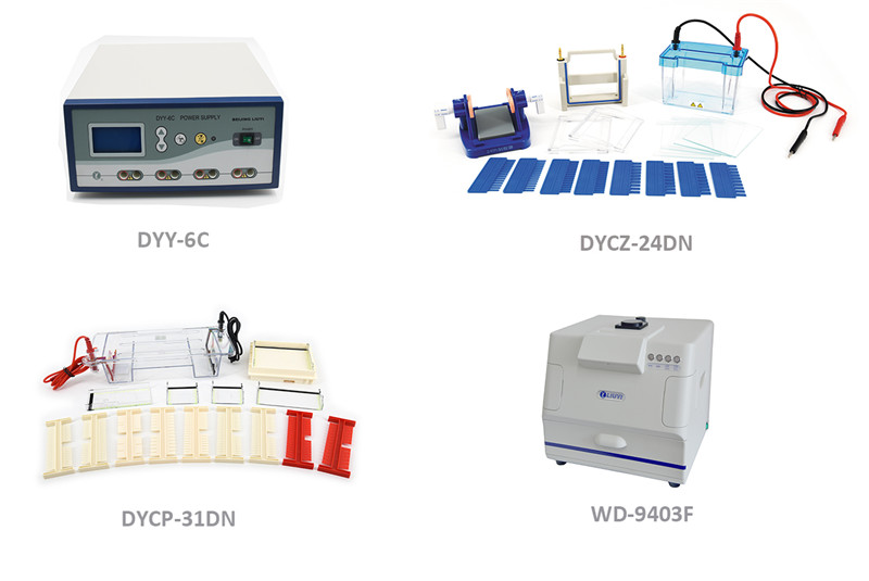 DYCZ – 24DN is used for protein electrophoresis, which is a delicate, simple and easy to use system. It has the function of “casting gel in original position”. It is manufactured from high transparent poly carbonate with platinum electrodes. Its seamless and injection-molded transparent base prevents leakage and breakage. It can run two gels at once and save buffer solution.DYCZ – 24DN is very safe for user. Its power source will be switched off when user opens the lid. This special lid design avoids making mistakes.
