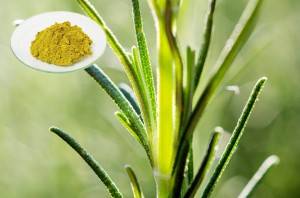 Wholesale Discount Liquid Rosemary Extract - Carnosic Acid – Geneham