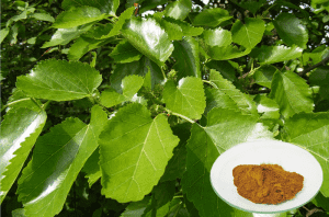 OEM China Mulberry Leaf Extract For Skincare - 1-Deoxynojirimycin(DNJ) – Geneham