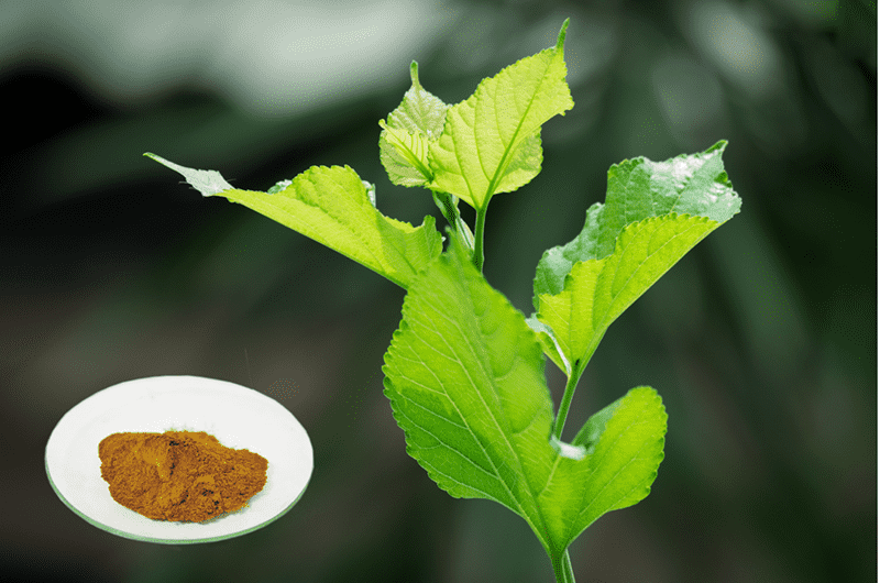 Mulberry leaf Flavonoids Featured Image