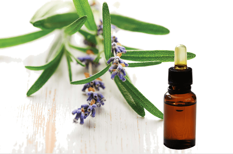 High Quality for Rosemary Extract Liquid 5% - Rosemary essential oil – Geneham